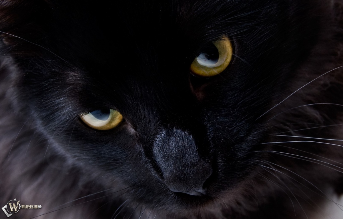 Взгляд черной кошки 1200x768