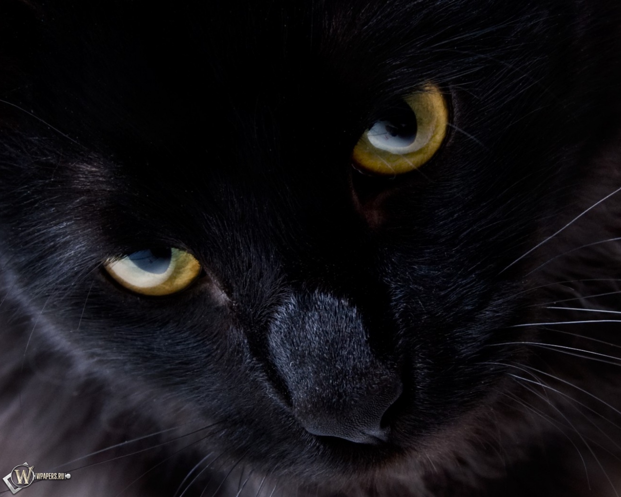 Взгляд черной кошки 1280x1024