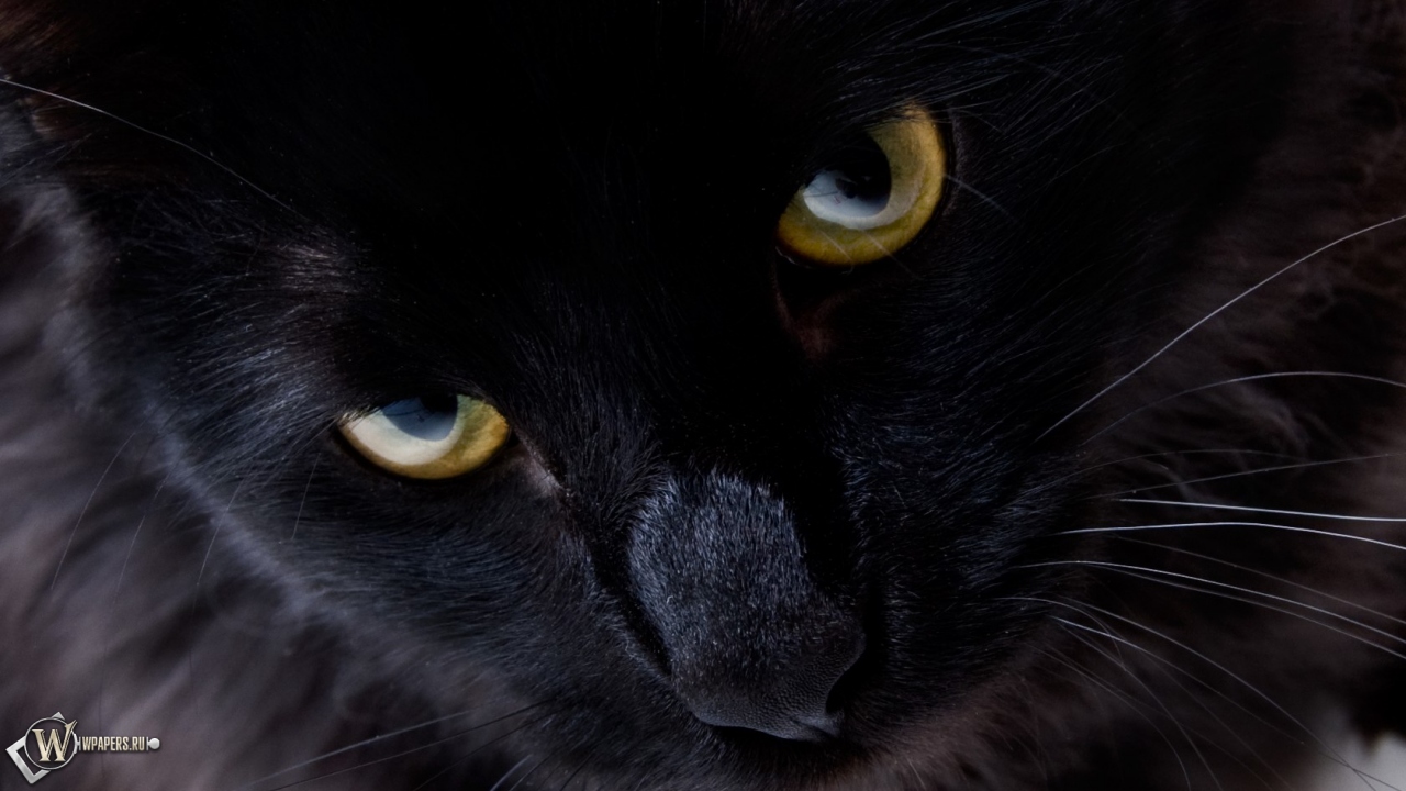 Взгляд черной кошки 1280x720