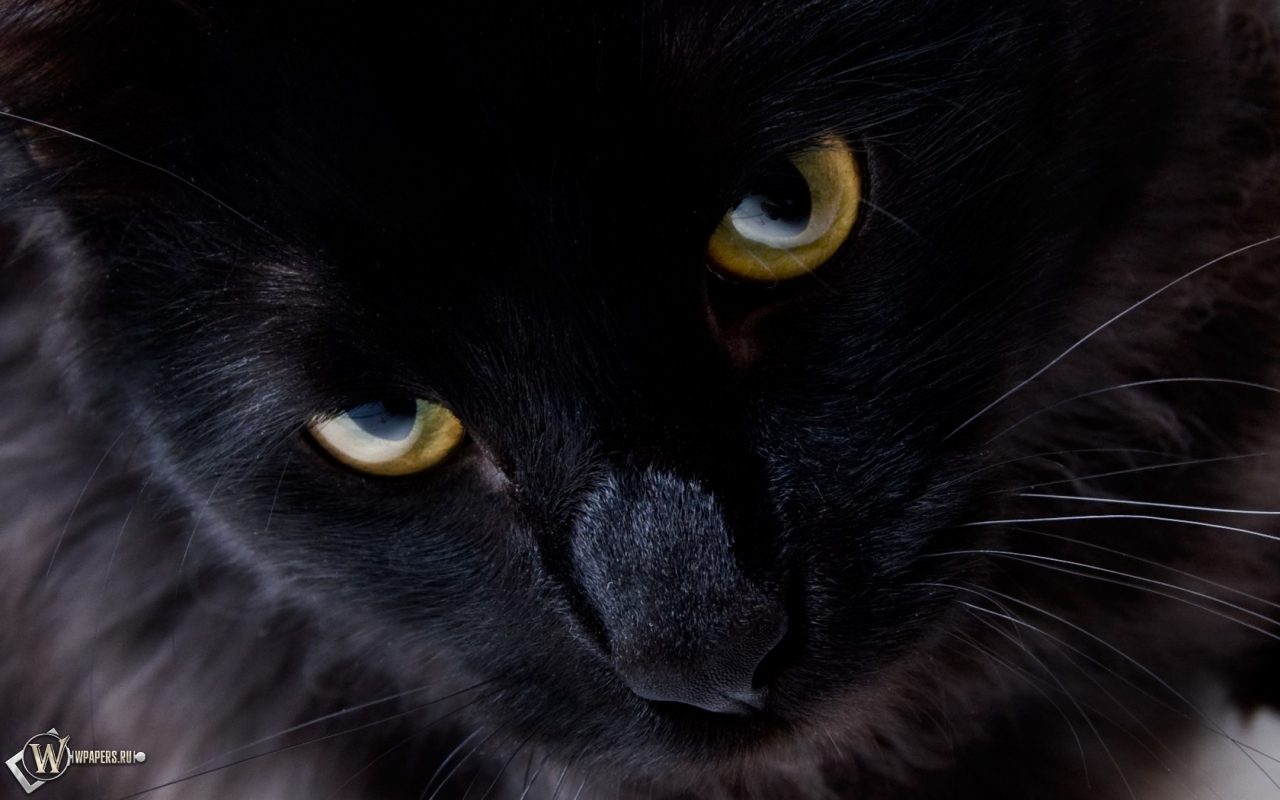 Взгляд черной кошки 1280x800
