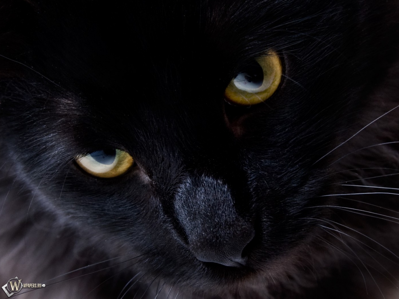 Взгляд черной кошки 1280x960