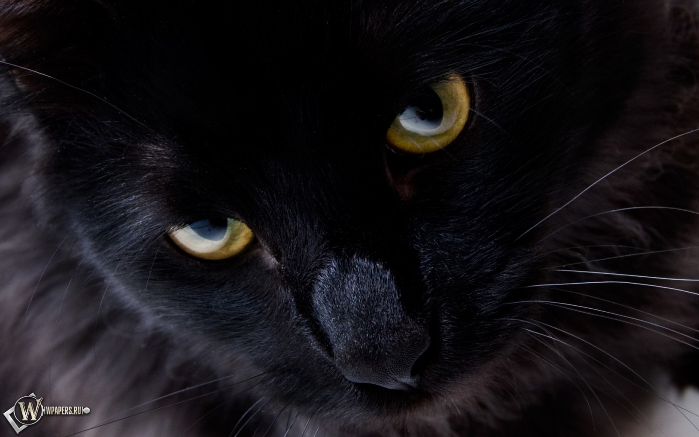Взгляд черной кошки 1440x900