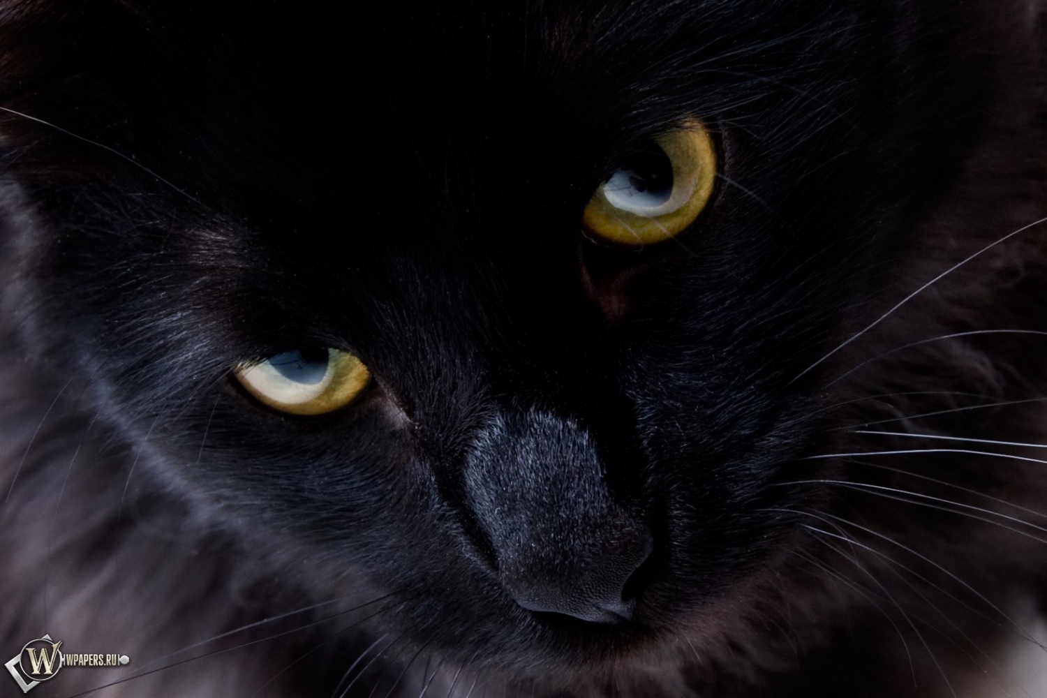 Взгляд черной кошки 1500x1000