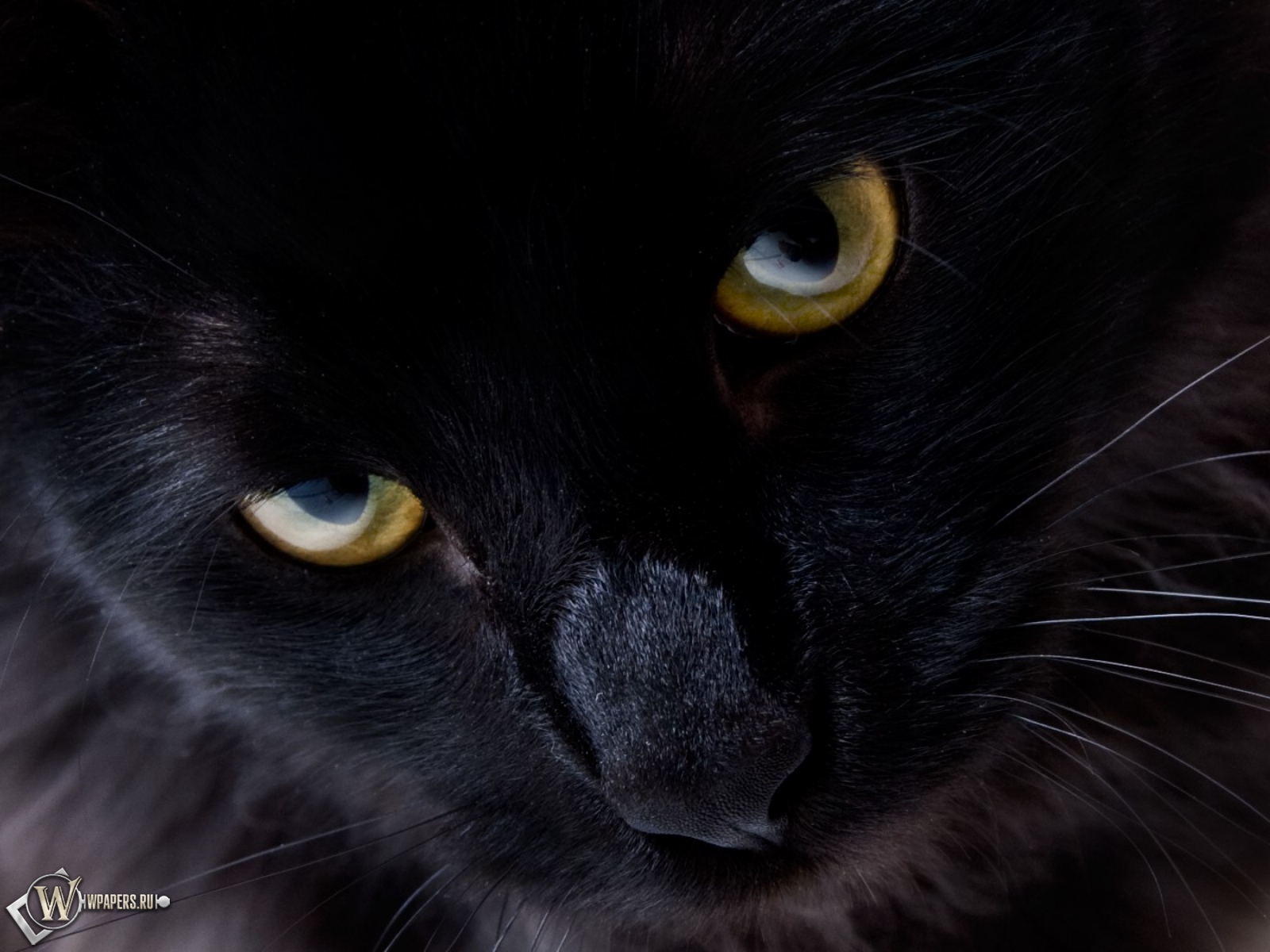 Взгляд черной кошки 1600x1200