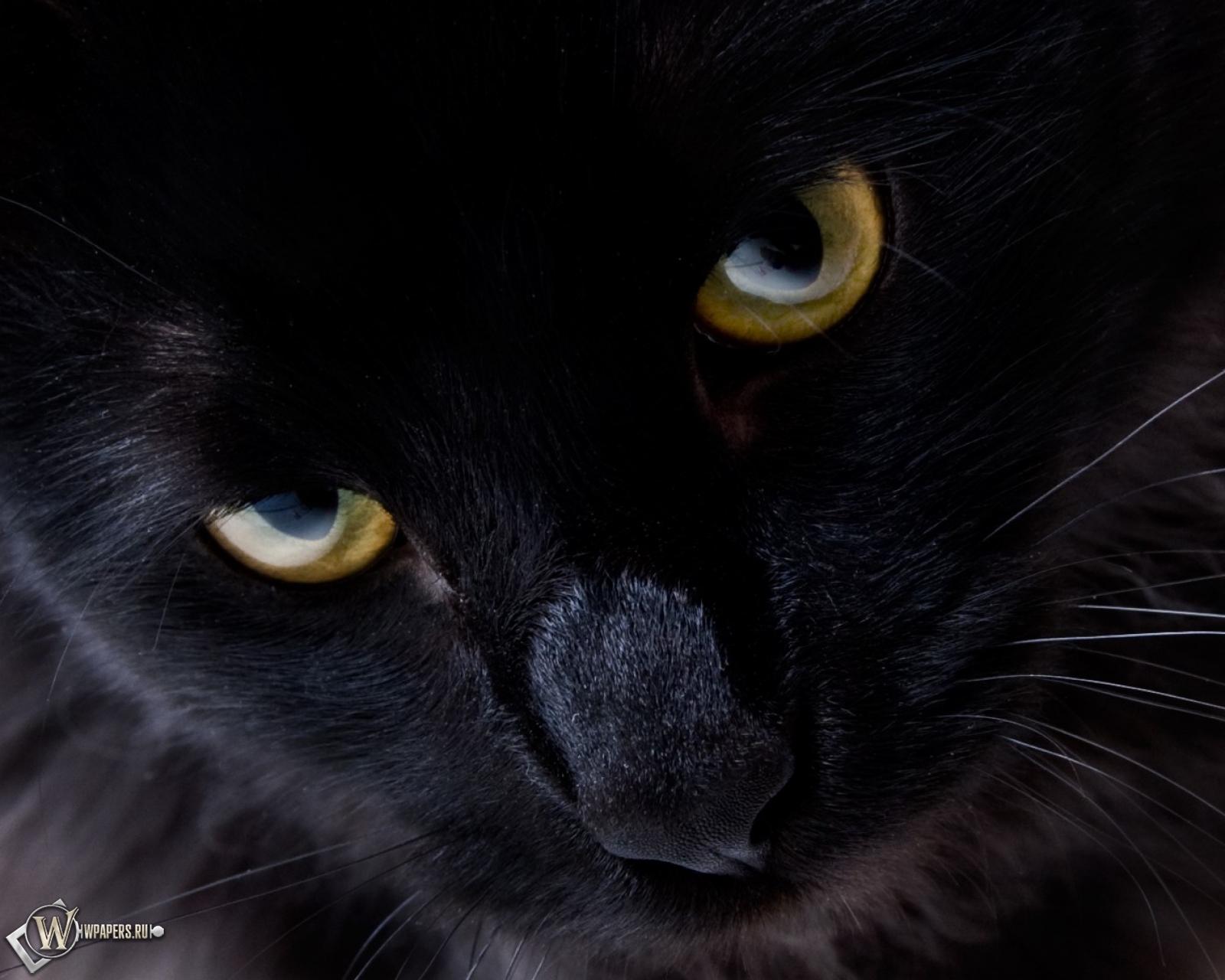Взгляд черной кошки 1600x1280