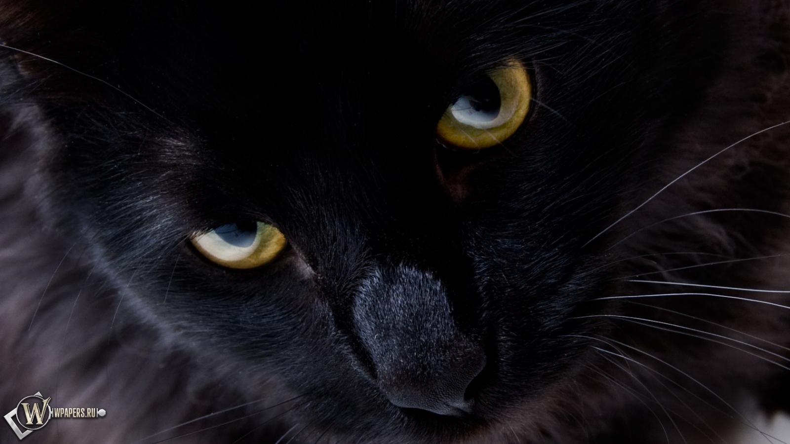 Взгляд черной кошки 1600x900