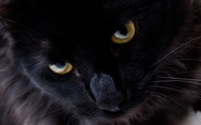 Взгляд черной кошки