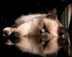 Обои Кошак спит: Отражение, Кошак, Relax, Кошки