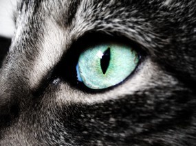 Обои Кошкин глаз: Глаз, Кошка, Кошки