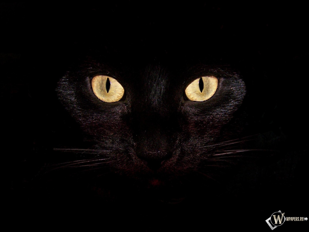 Черная кошка на чернофм фоне 1024x768