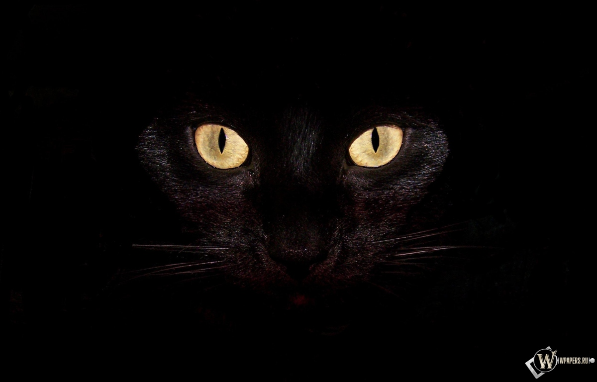 Черная кошка на чернофм фоне 1200x768