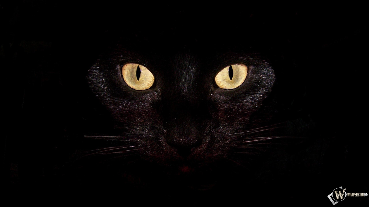 Черная кошка на чернофм фоне 1280x720