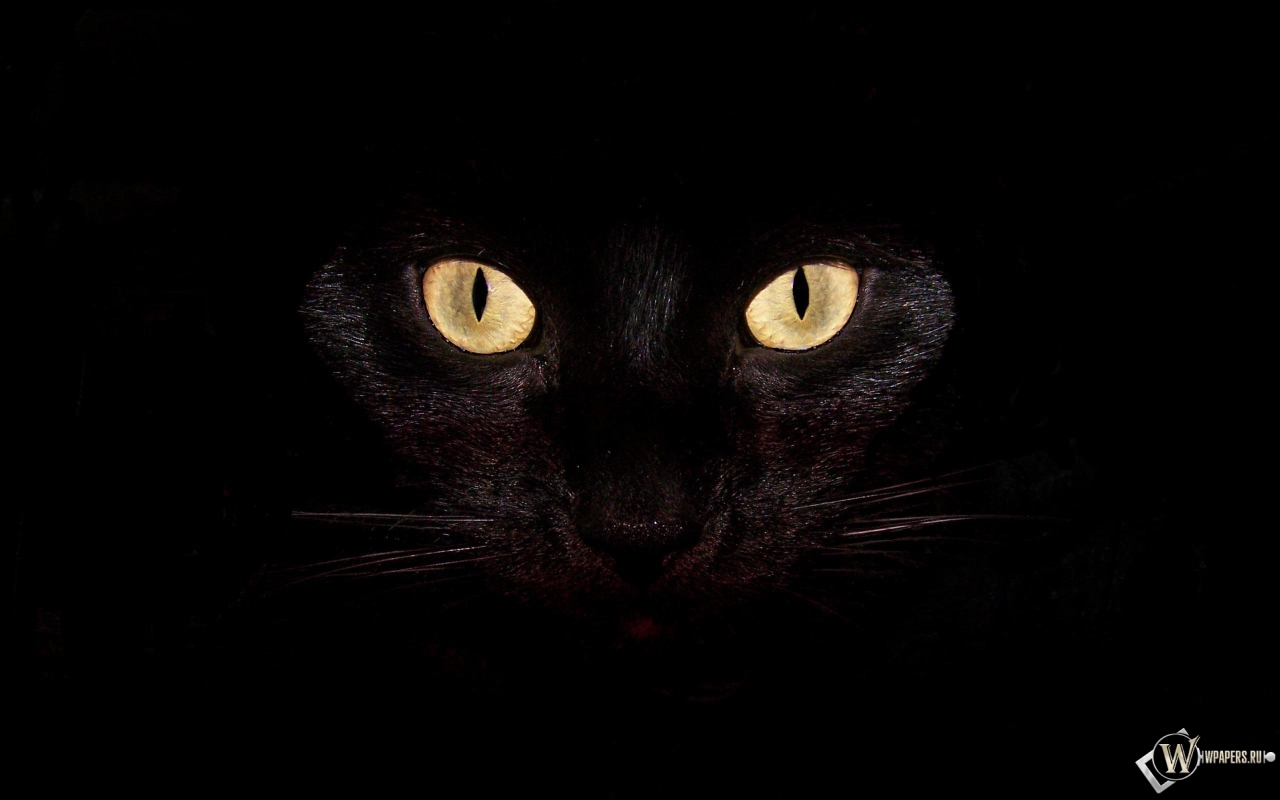 Черная кошка на чернофм фоне 1280x800
