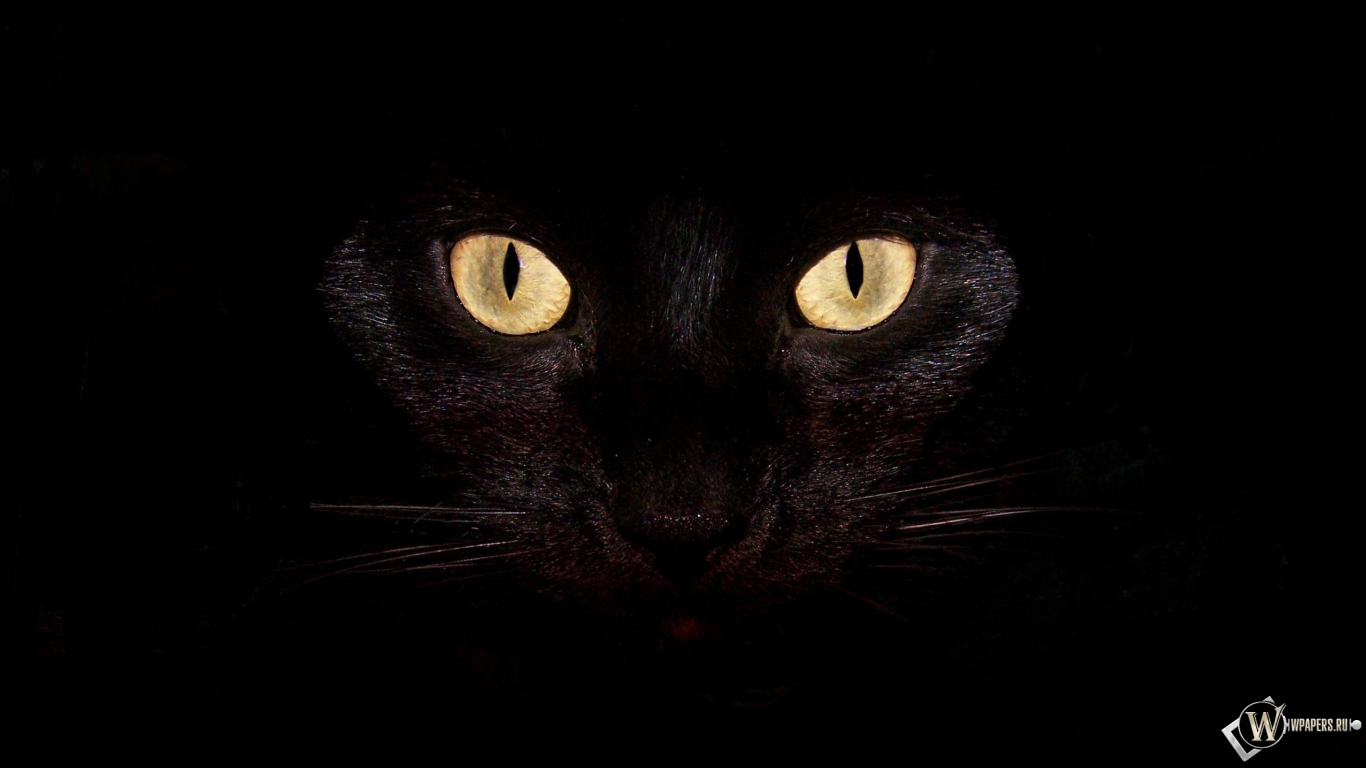 Черная кошка на чернофм фоне 1366x768