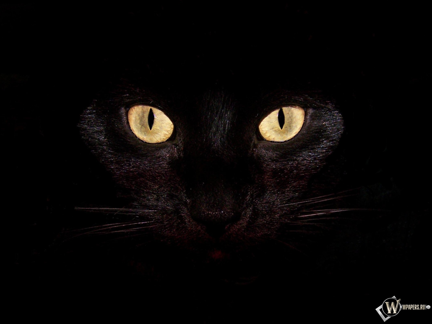Черная кошка на чернофм фоне 1400x1050