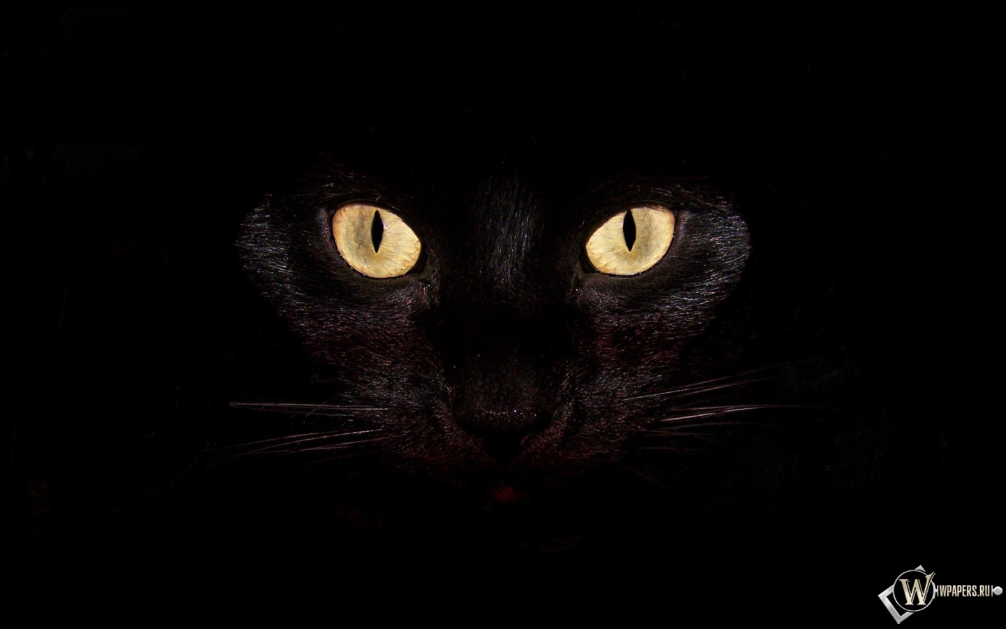 Черная кошка на чернофм фоне 1440x900