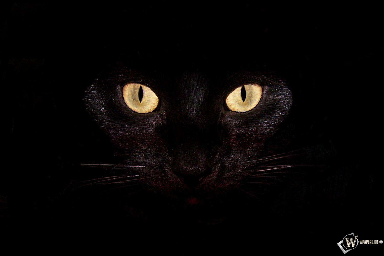 Черная кошка на чернофм фоне 1500x1000
