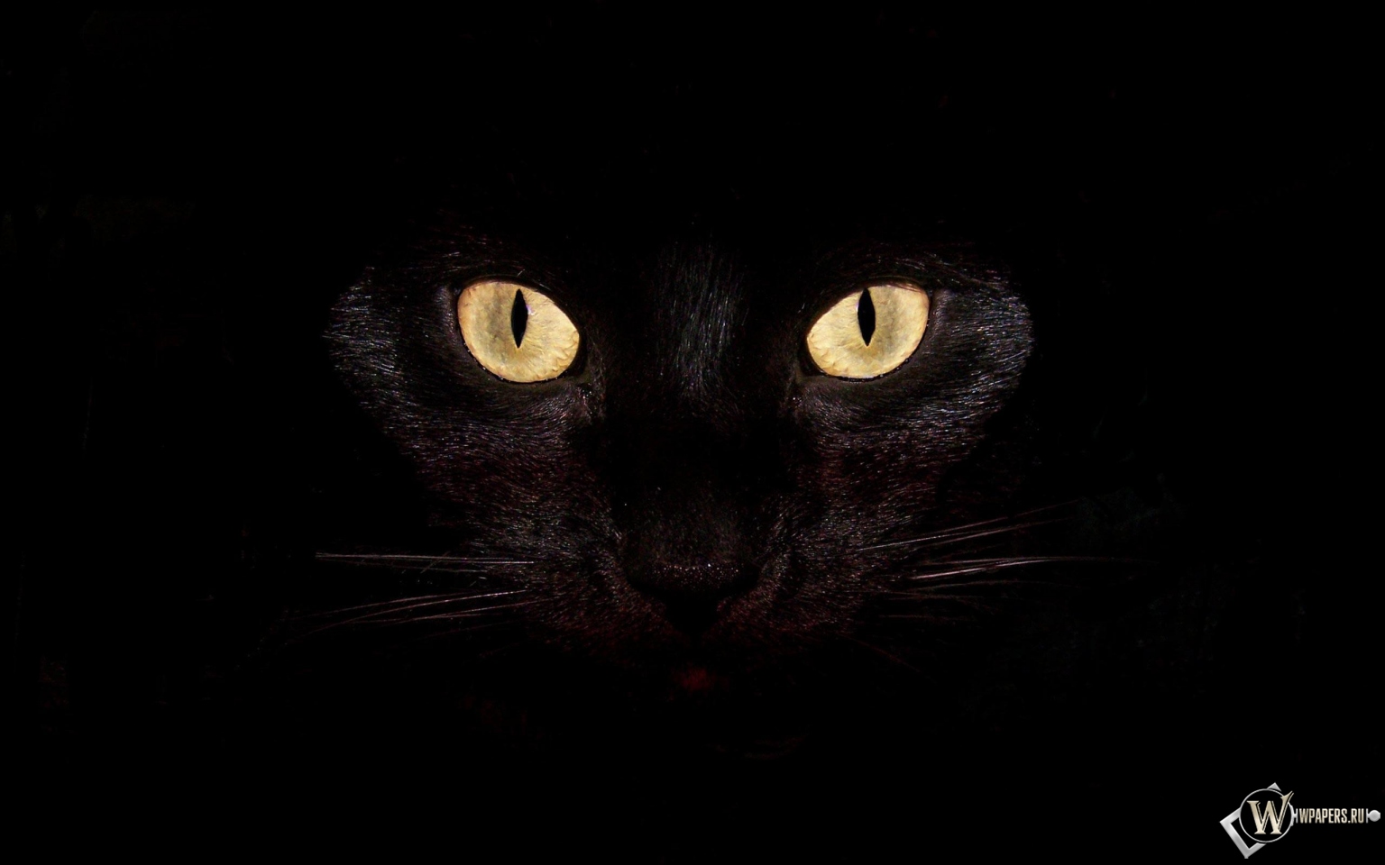 Черная кошка на чернофм фоне 1536x960