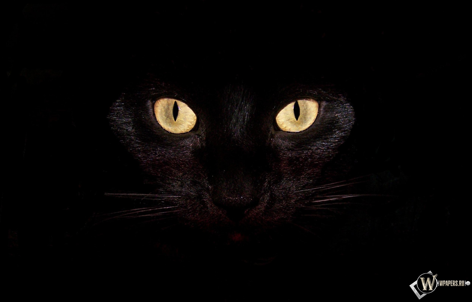 Черная кошка на чернофм фоне 1600x1024