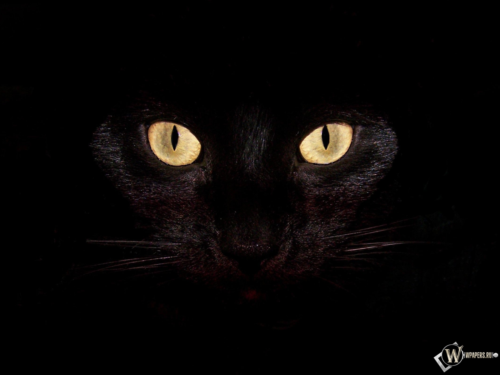 Черная кошка на чернофм фоне 1600x1200