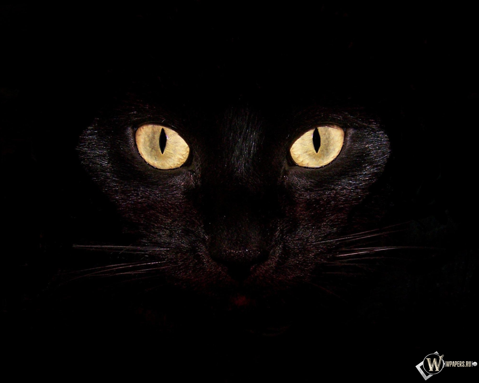 Черная кошка на чернофм фоне 1600x1280