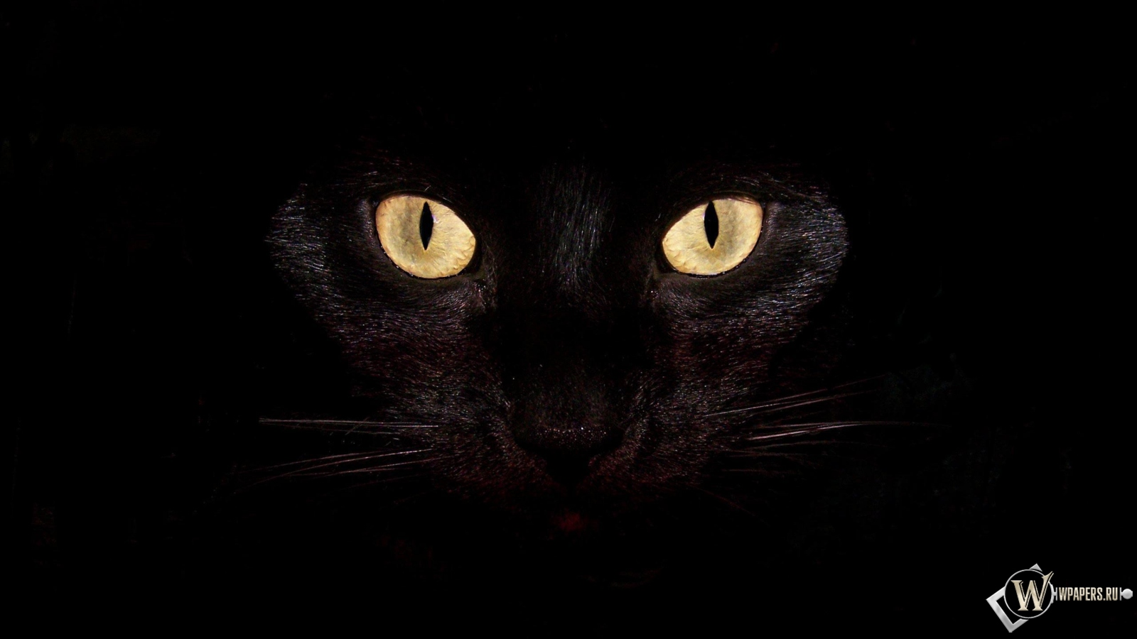 Черная кошка на чернофм фоне 1600x900