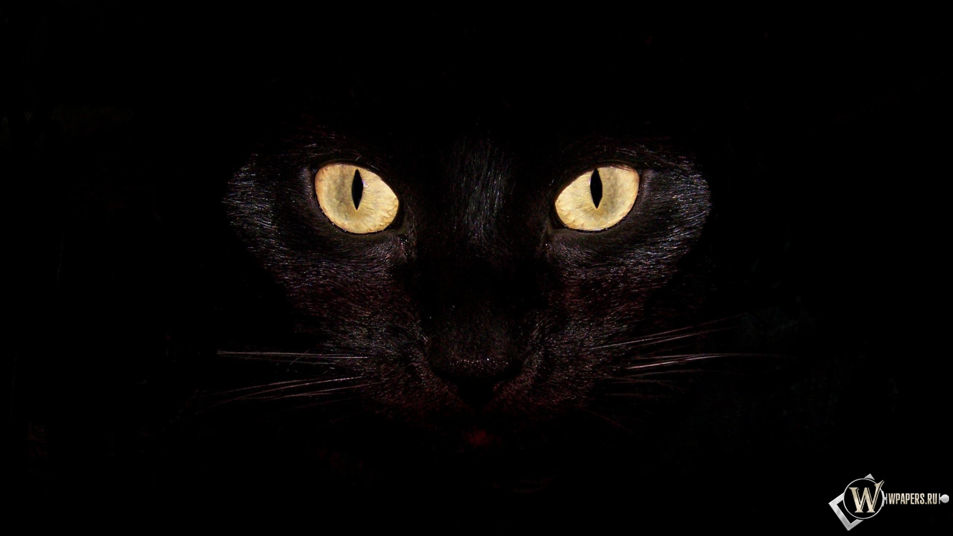 Черная кошка на чернофм фоне 1920x1080