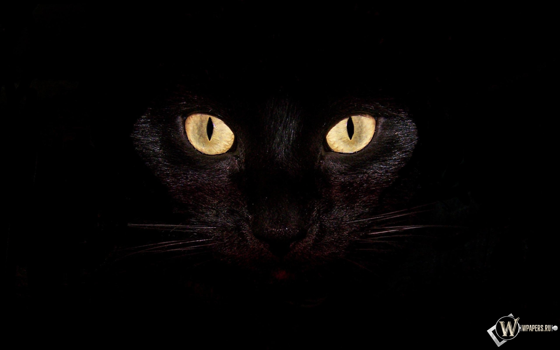 Черная кошка на чернофм фоне 1920x1200