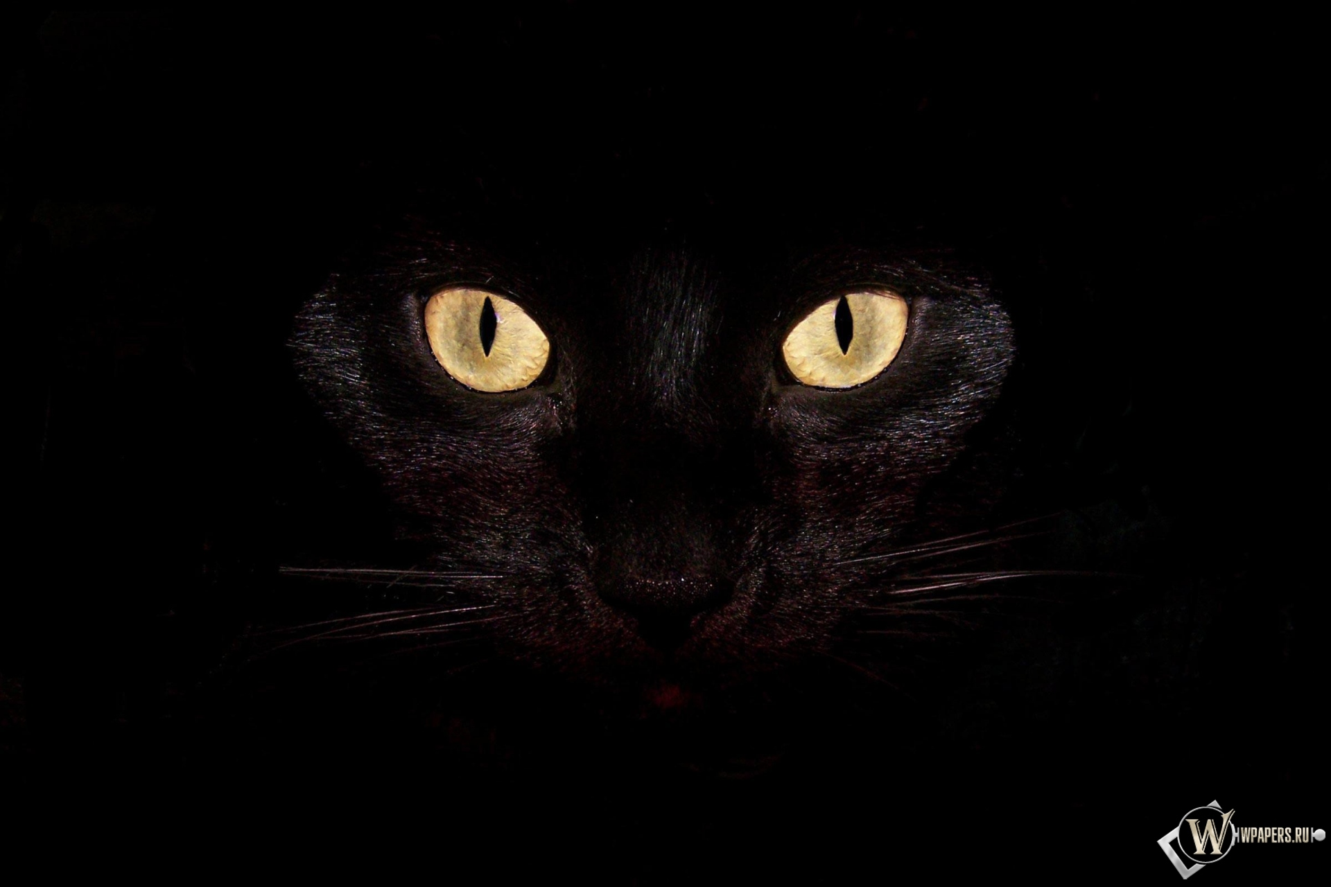 Черная кошка на чернофм фоне 1920x1280