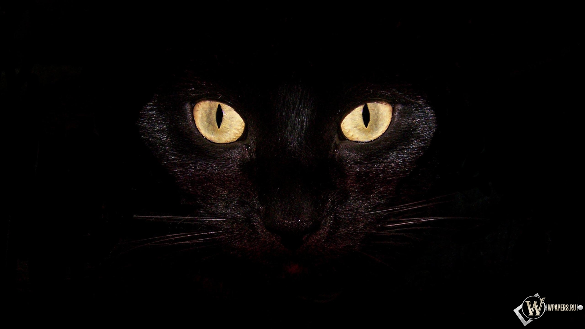 Черная кошка на чернофм фоне 2048x1152