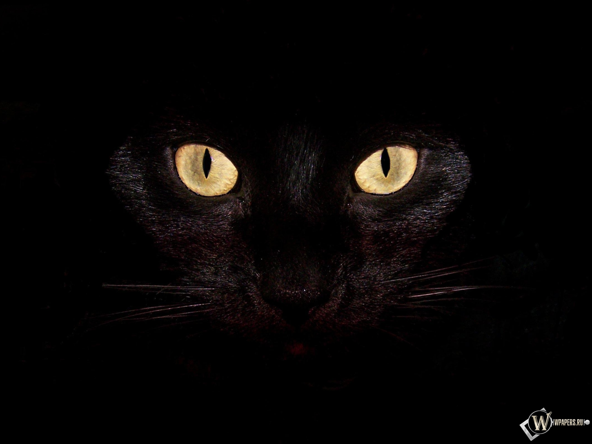 Черная кошка на чернофм фоне 2048x1536