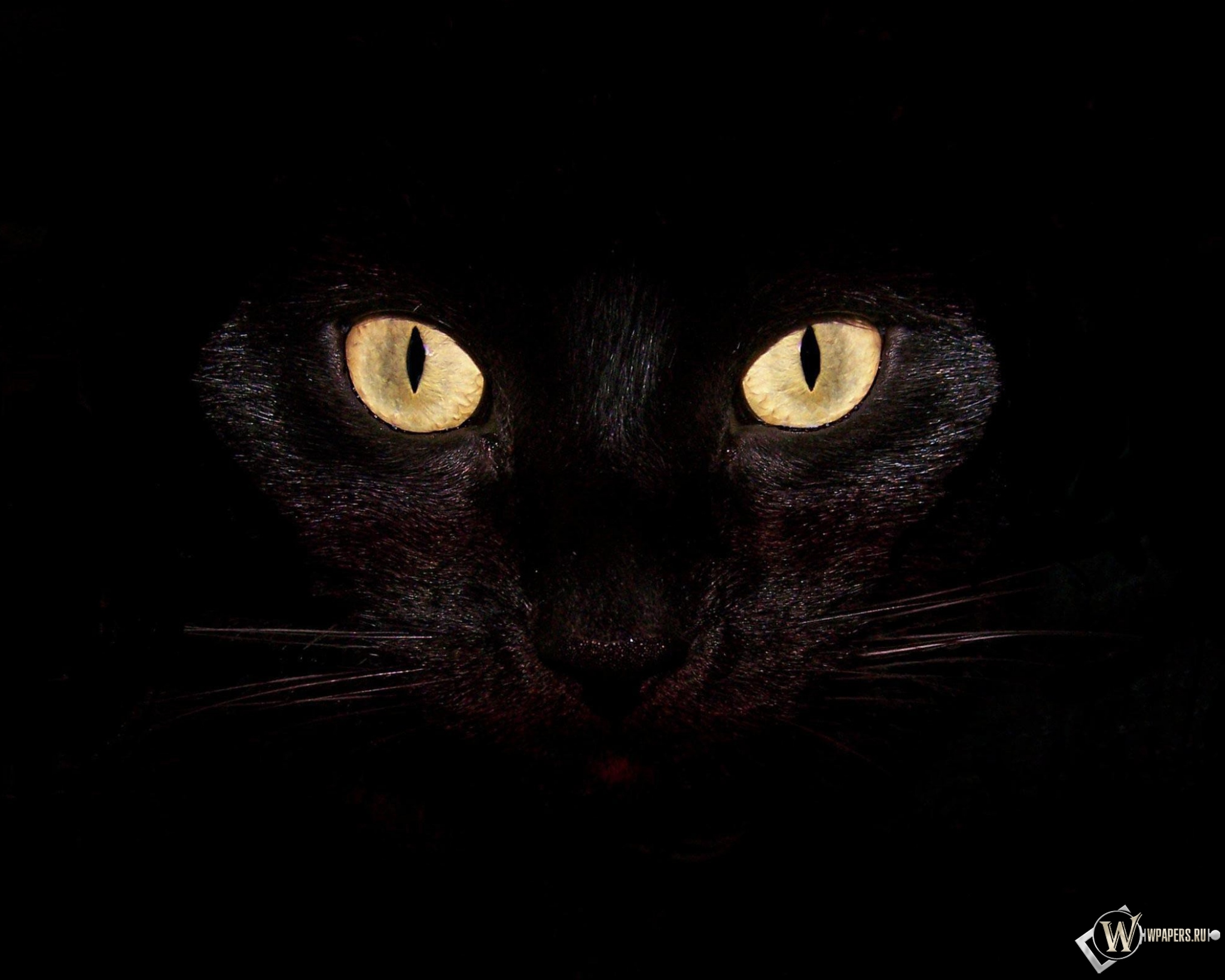 Черная кошка на чернофм фоне 2048x1638