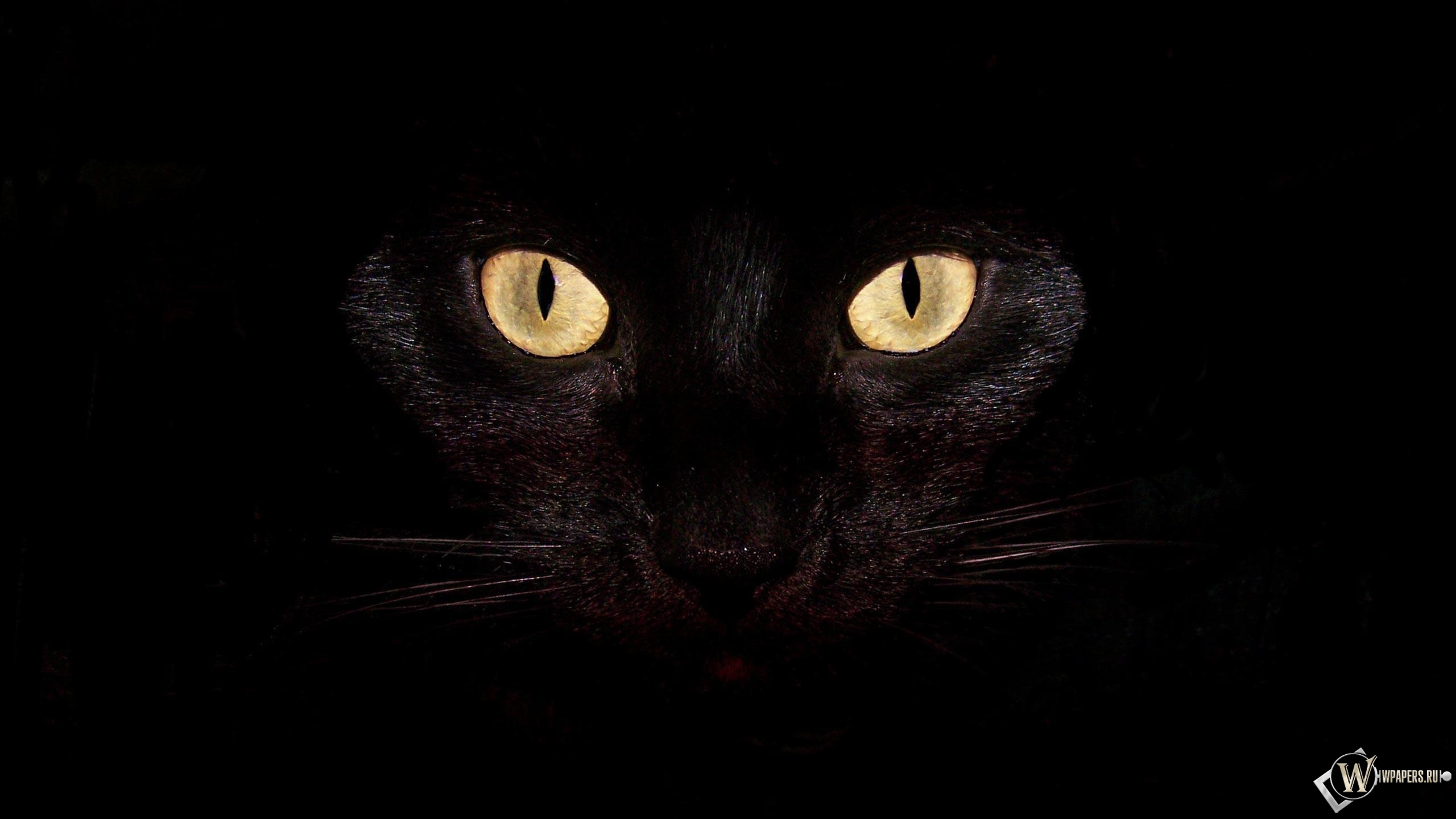 Черная кошка на чернофм фоне 2560x1440