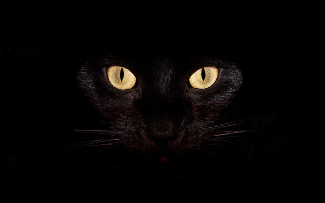 Черная кошка на чернофм фоне