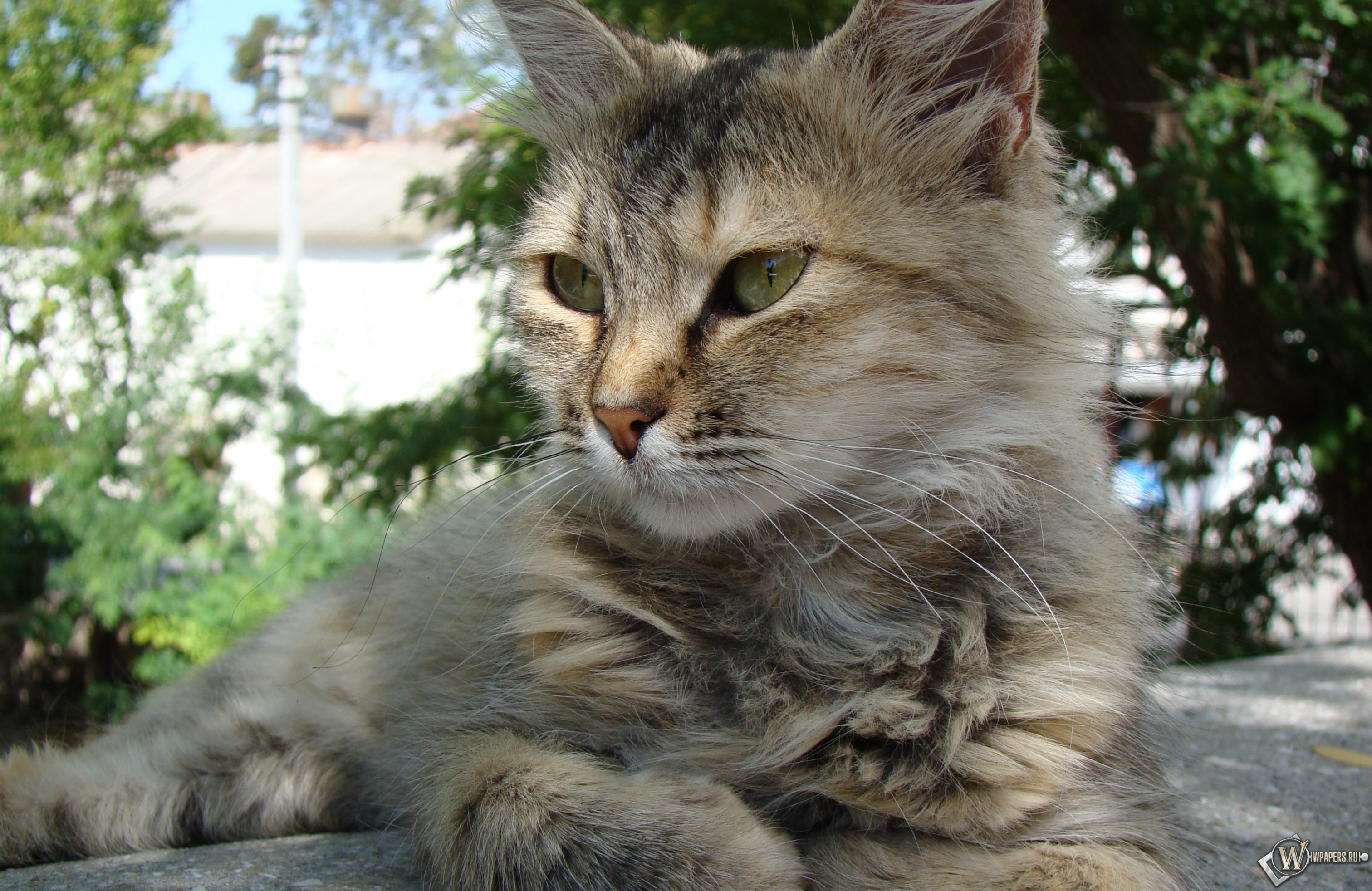 Котэ отдыхает 3024x1964