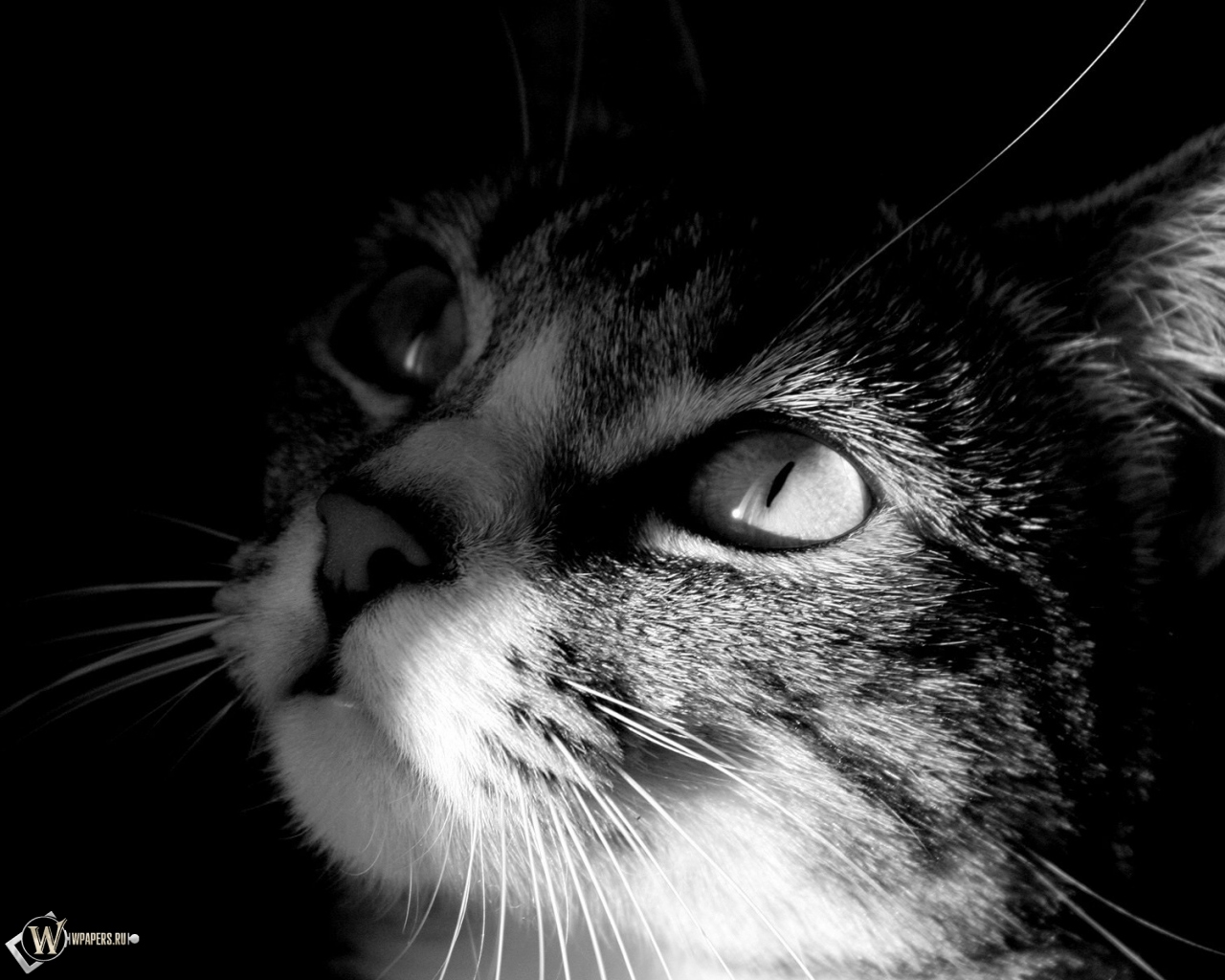 Кот смотрит на свет 1280x1024