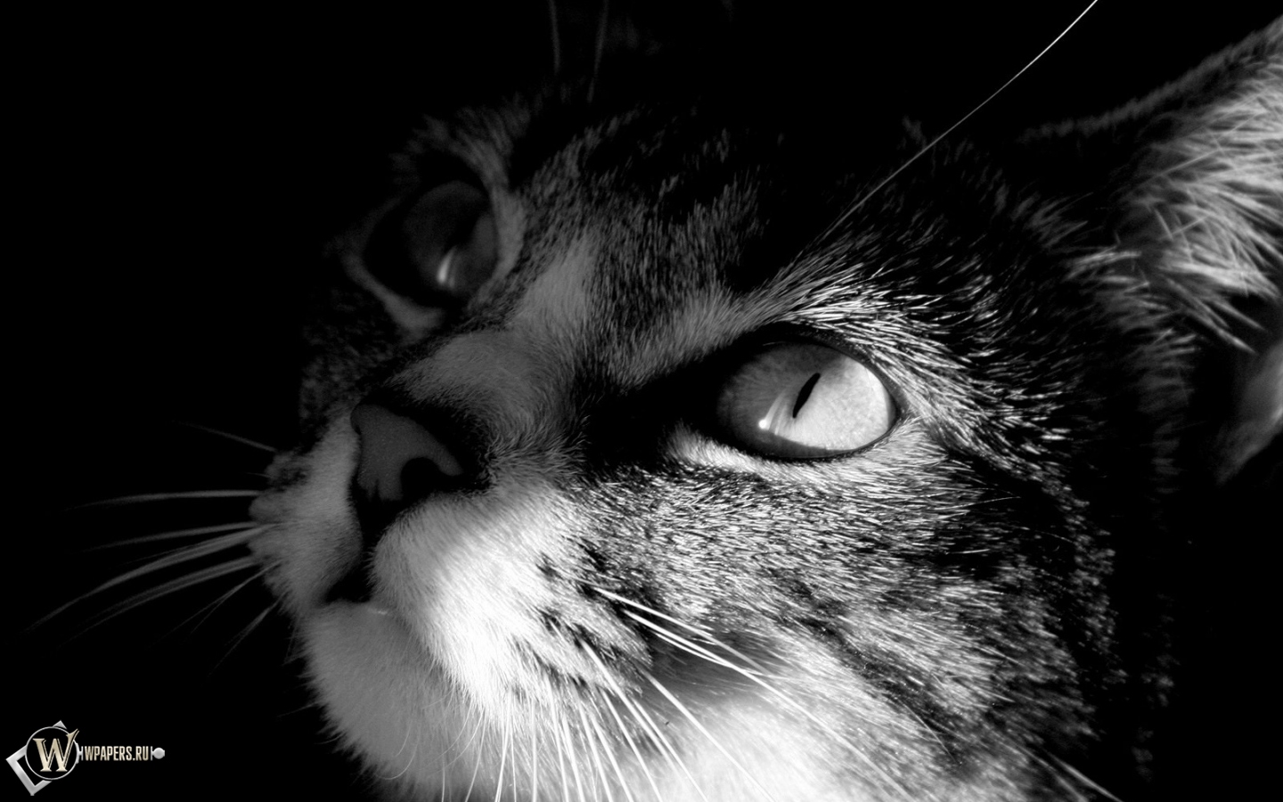 Кот смотрит на свет 1440x900