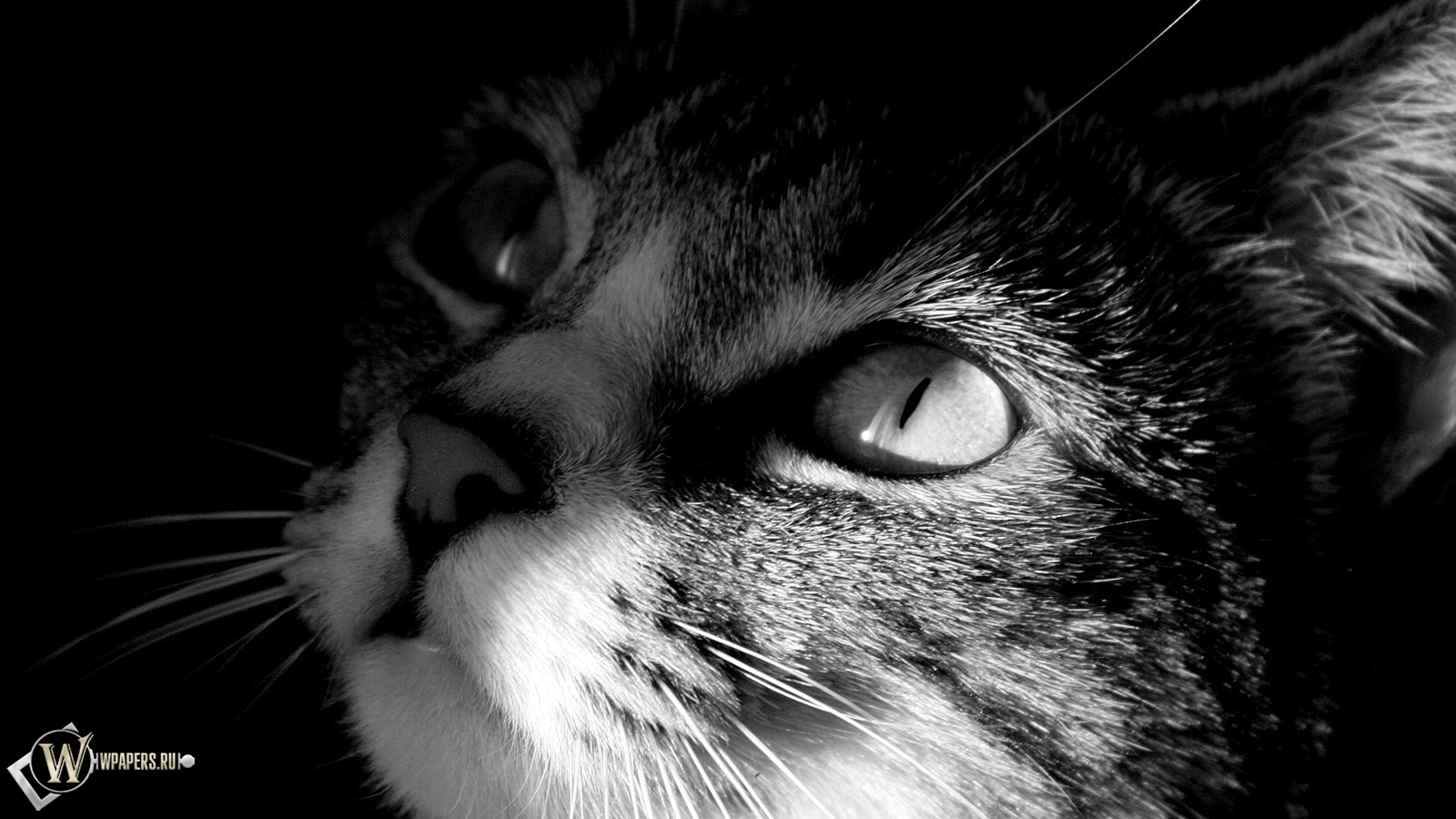 Кот смотрит на свет 1600x900