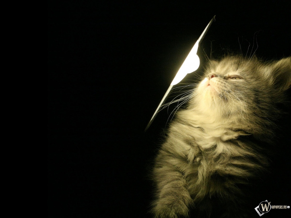 Котенок у лампы 1152x864