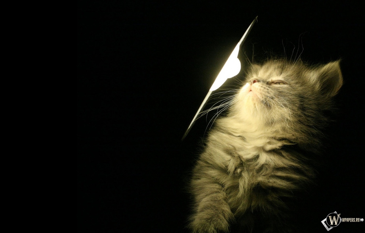 Котенок у лампы 1200x768