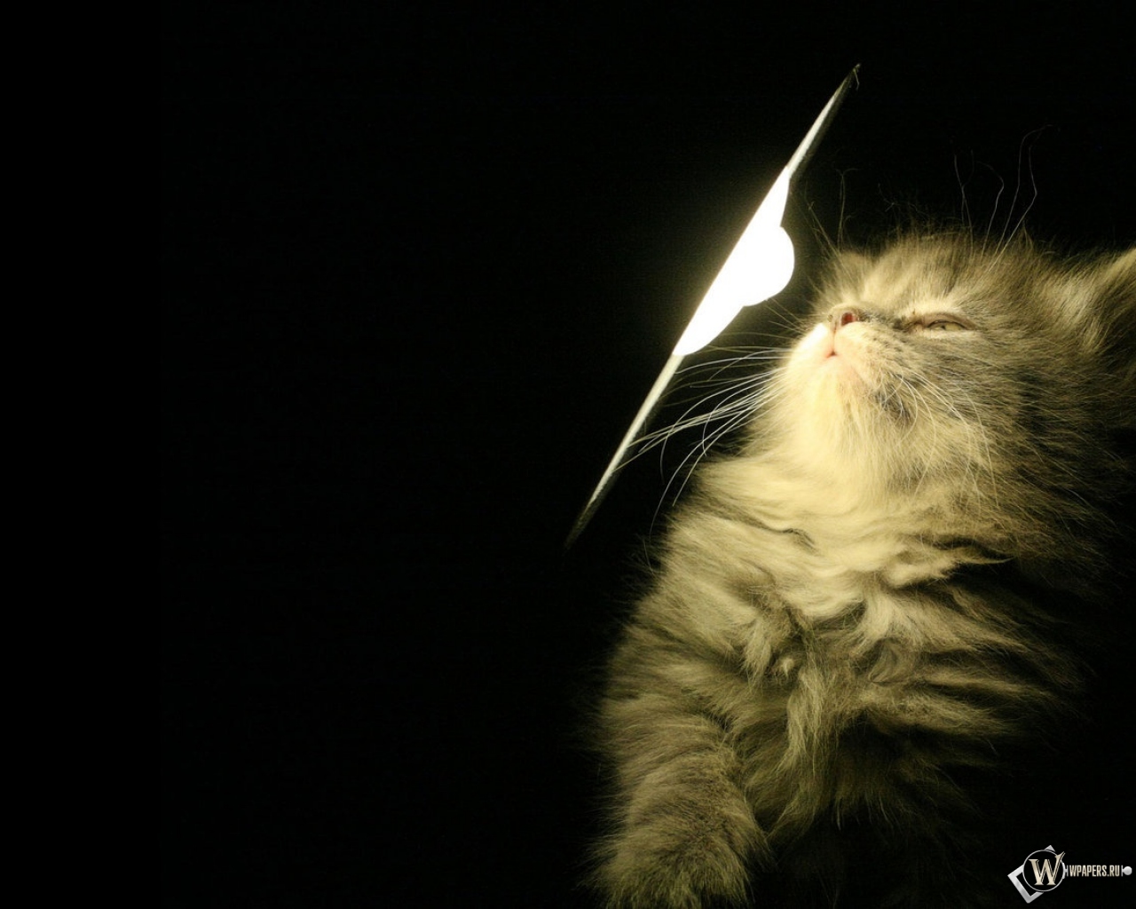 Котенок у лампы 1280x1024