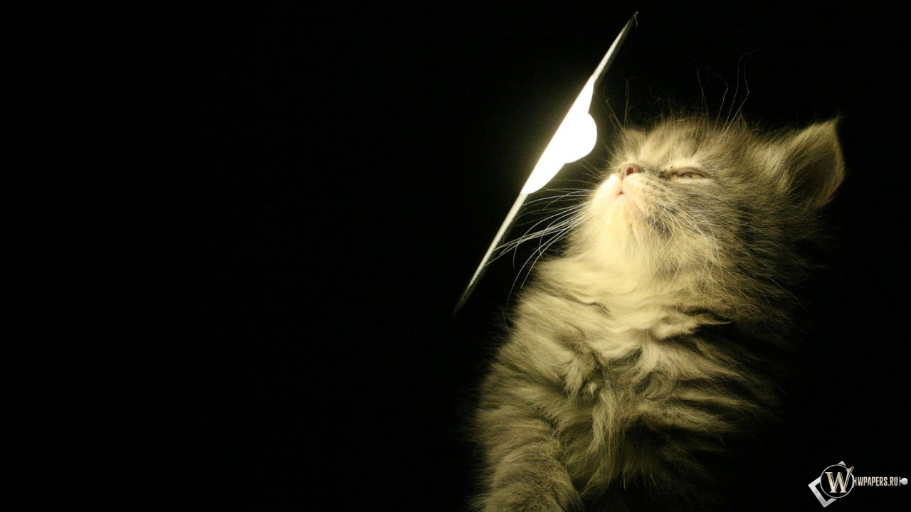 Котенок у лампы 1280x720