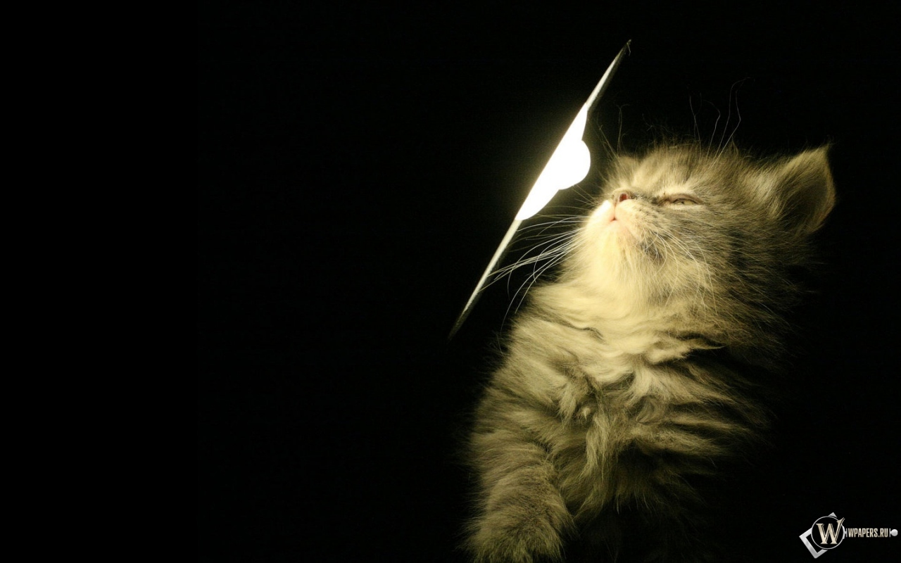 Котенок у лампы 1280x800