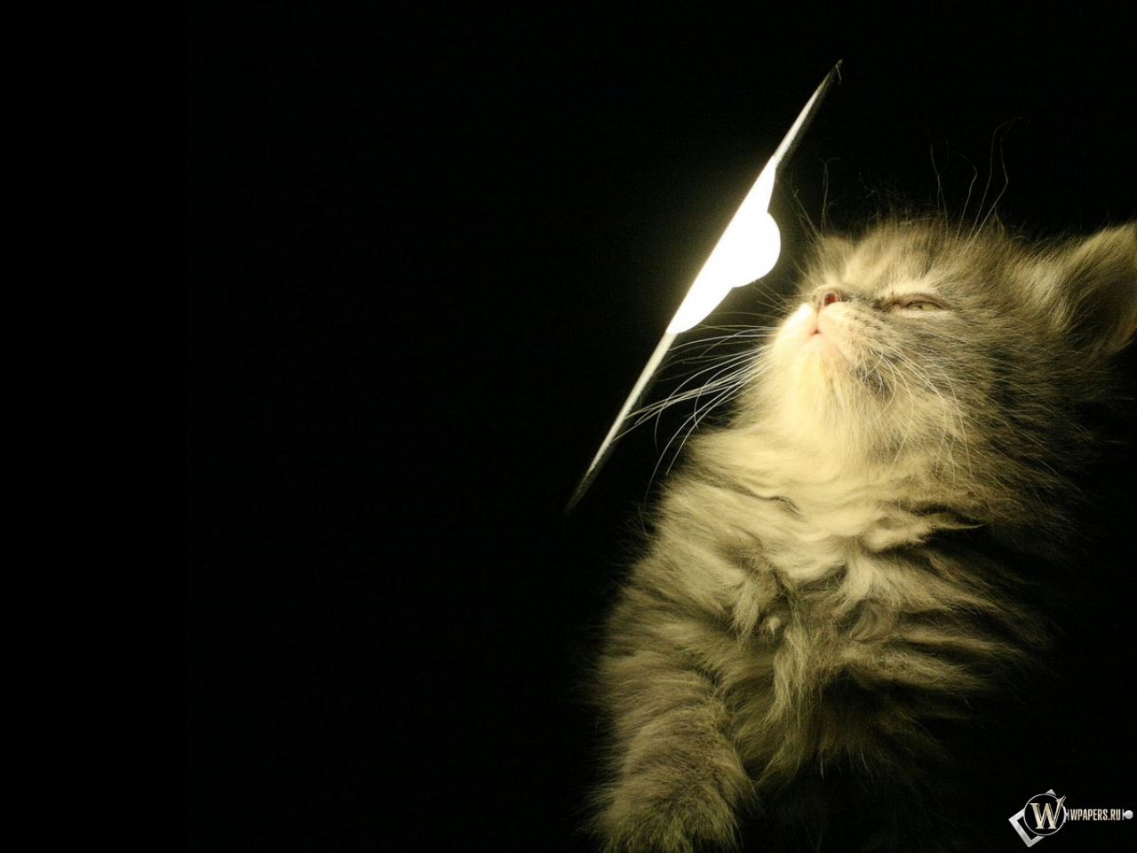 Котенок у лампы 1280x960
