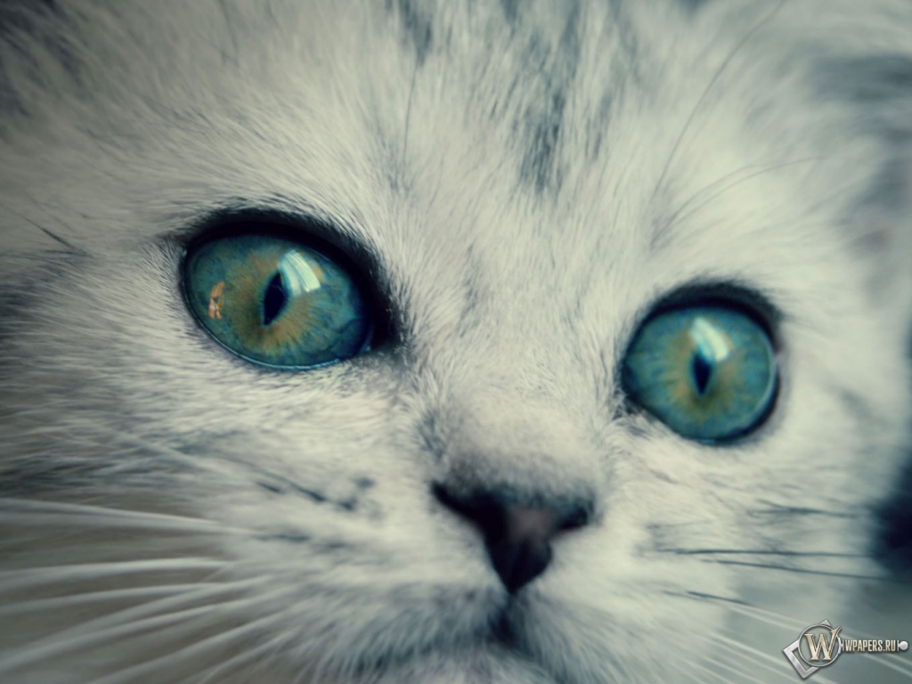 котенок с желто-голубыми глазами 1024x768