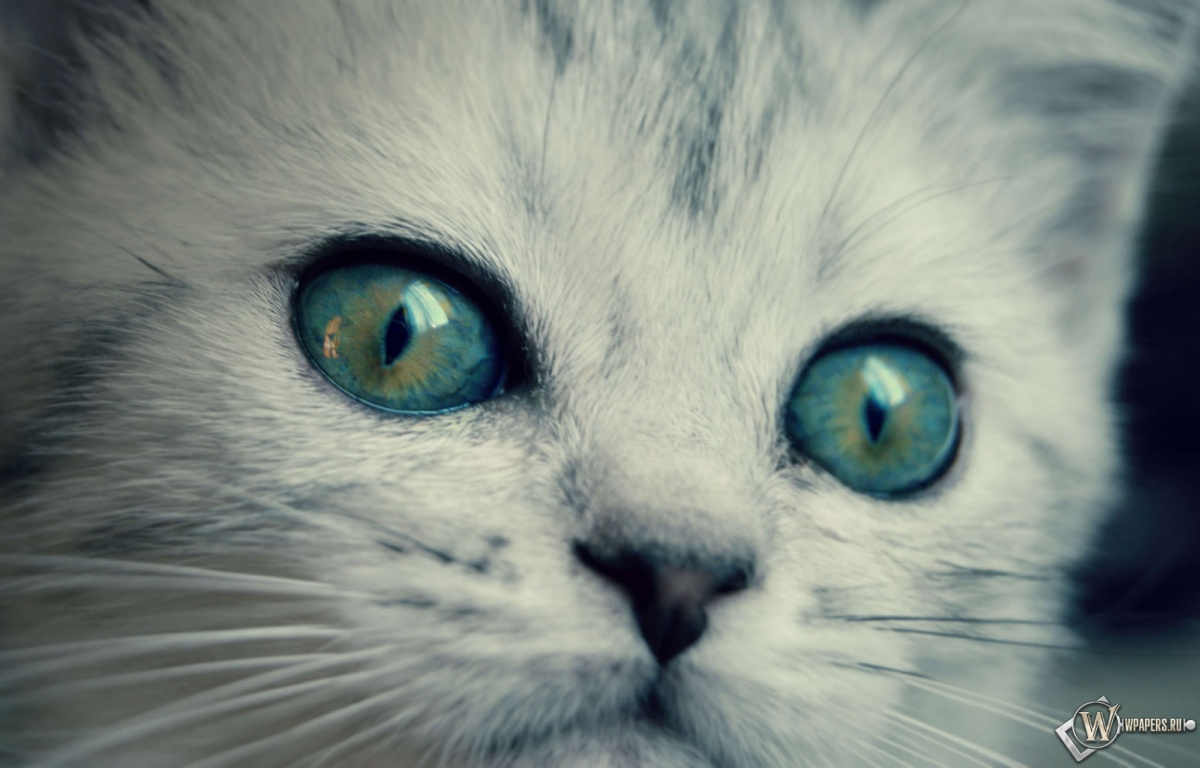 котенок с желто-голубыми глазами 1200x768