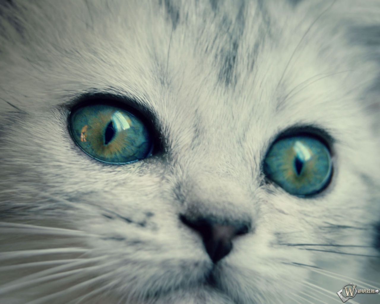 котенок с желто-голубыми глазами 1280x1024