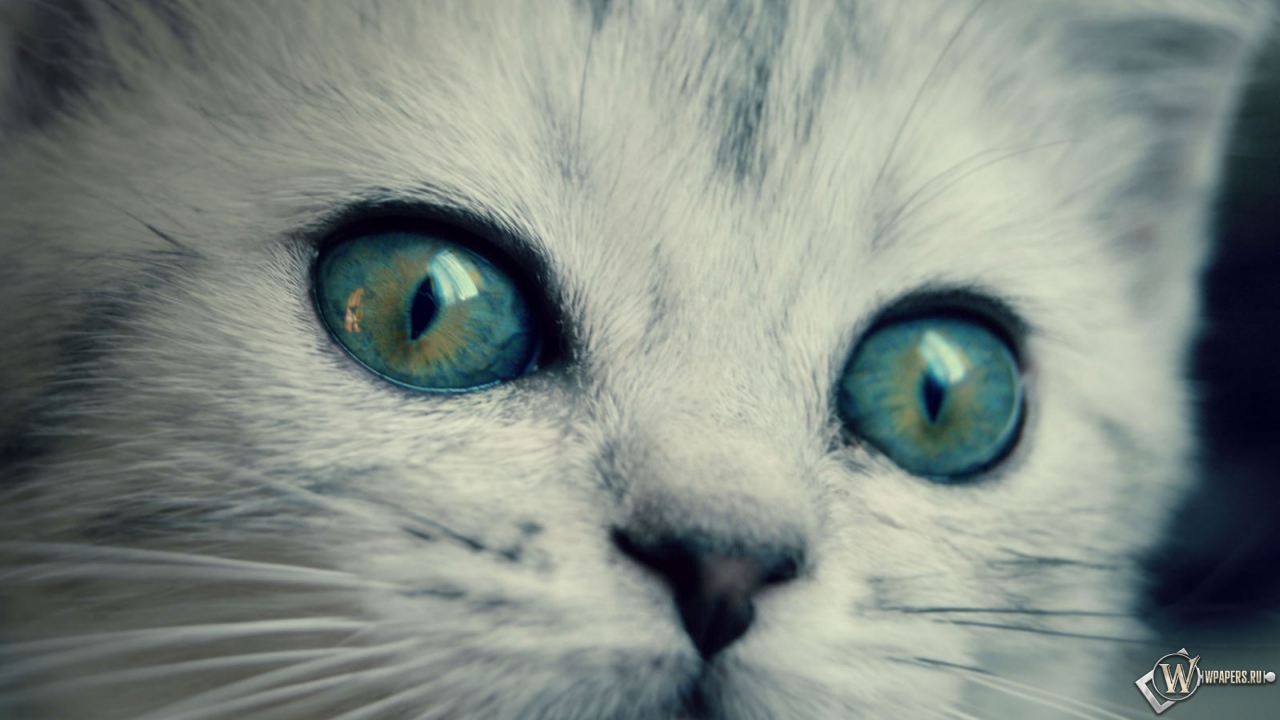 котенок с желто-голубыми глазами 1280x720