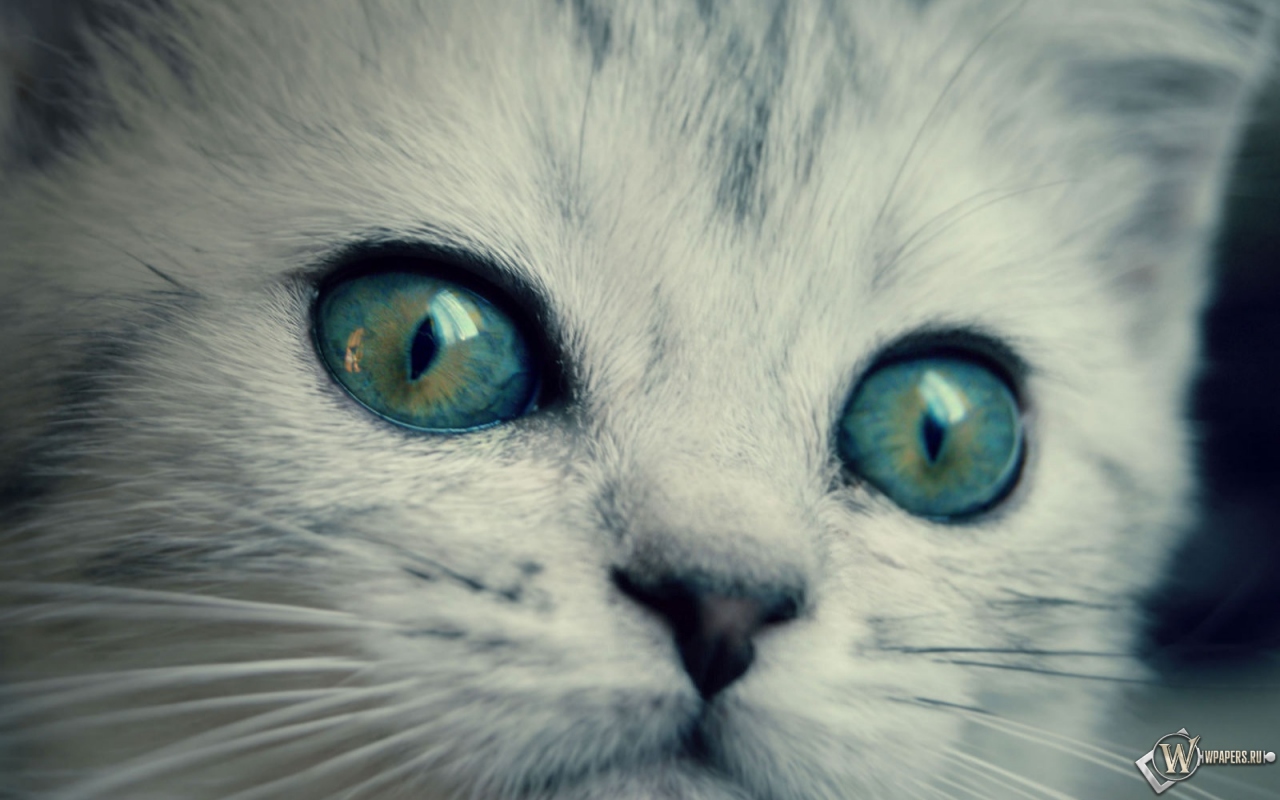 котенок с желто-голубыми глазами 1280x800