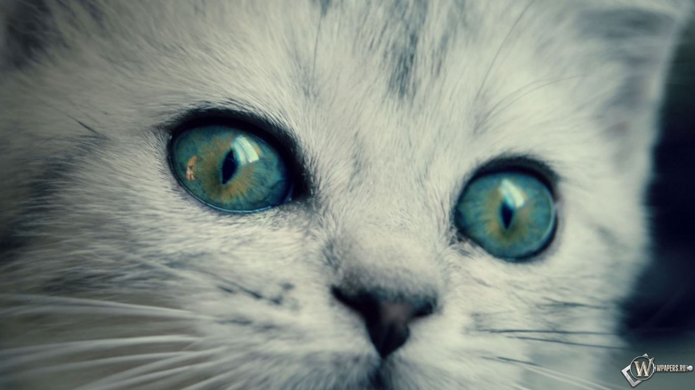котенок с желто-голубыми глазами 1366x768